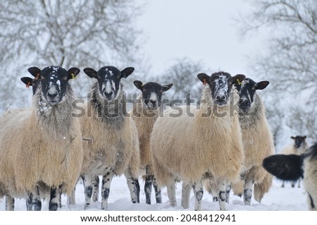 A herd of fluffy sheep, on a snowy day, staring directly into the camera. Their fur is white, and their heads are black and speckled with white snow.