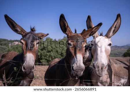 A herd of friendly curious donkeys behind a fence