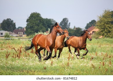 Herd galloping at the field