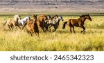 A herd of galloping horses on a cattle ranch near Paulina Oregon