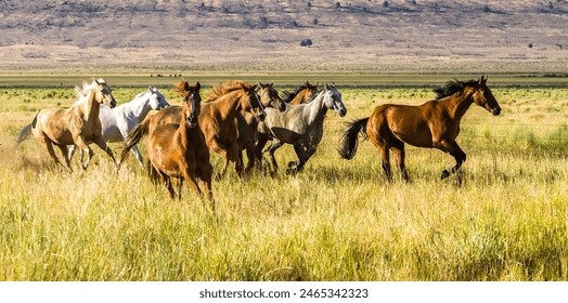 A herd of galloping horses on a cattle ranch near Paulina Oregon