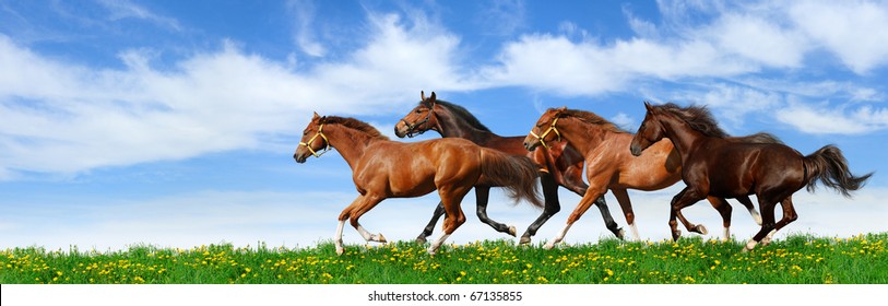 24,632 Horse panorama Images, Stock Photos & Vectors | Shutterstock