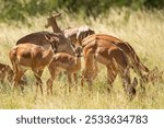 herd of gazelle in the park