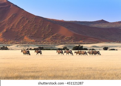 Herd Of Gemsbok In Sossusvlei, Namibia