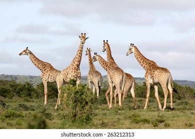 A Herd Of Giraffe All Together In This Image.