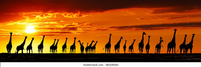 Herd Of Giraffes In African Savanna At Sunset