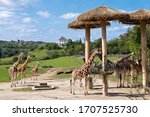 Herd of giraffes in a Prague zoo