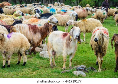 herd of goat and sheep in the local livestock market  - Shutterstock ID 441919177