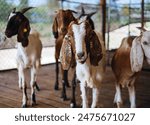 Herd of goats in a barn,Group of goat with cute face in rural farm