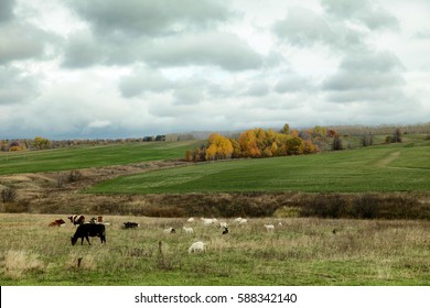 Herd Of Goats And Cows Graze In The Autumn Field