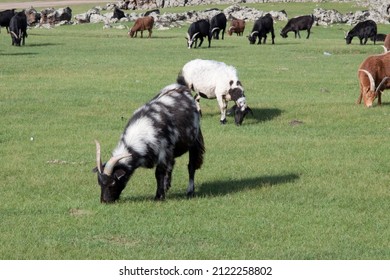 Herd Of Goats Eating Grass In A Rural Area In Mongolia. No People. The Closest Goat Has  Long Horns And Black And White Long Wool.  