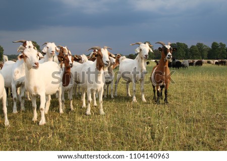 Herd of goats and flock of sheep in the Lueneburger Heath under storm clouds