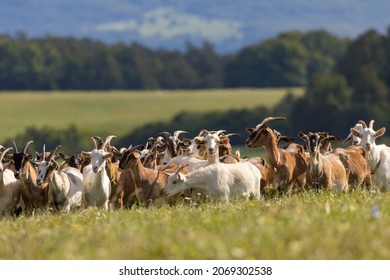 A herd of goats graze on a mountain meadow