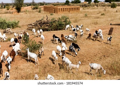 Herd Of Goats In The Meadow, Mali, Africa.