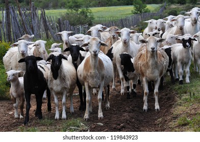 Herd Of Goats In The Mountains Of Swartberg South Africa