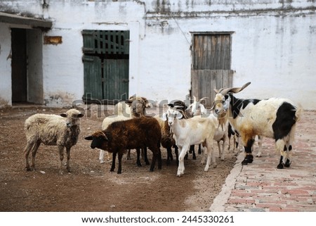 
Herd of goats and sheep on old farm. Group of animals in stable. Herd of domestic farm animals. Cattle. Goat and sheep farming. Stable with animals.