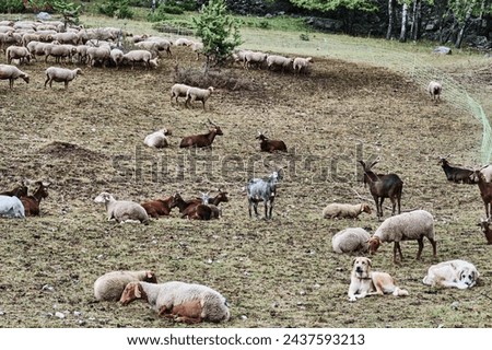 herd of Goats and a shepherd dog on a meadow in the french Alps