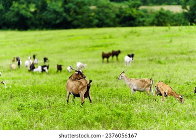 A herd of goats stands in a pasture being raised on a farm. - Powered by Shutterstock