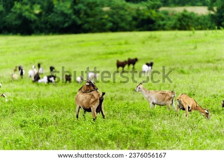A herd of goats stands in a pasture being raised on a farm.