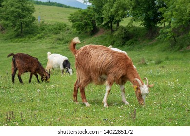 a herd of goats that graze in the Highlands image - Shutterstock ID 1402285172