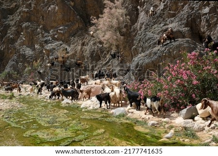 Herd of goats in Wadi Ghuweir Canyon, Dana Biosphere Reserve in Jordan. 