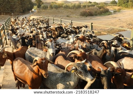 Herd of goats walking by the riverside in Ardales Andalusia Spain