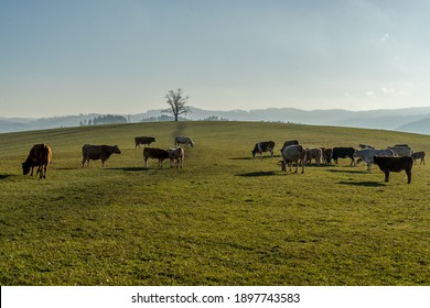 A herd of grazing cows on a hill during a sunny winter afternoon in the background of white clouds.