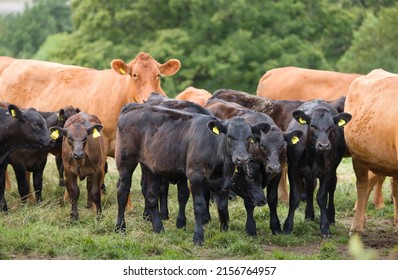 Herd Of Hereford Beef Cattle With Calves. Livestock In A Field On A Farm. Aylesbury Vale, Buckinghamshire, UK