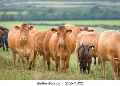 Herd of Hereford beef cattle with calves. Livestock in a field on a farm. Aylesbury Vale, Buckinghamshire, UK