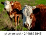 Herd of Hereford cattle on the pasture in brazilian ranch.