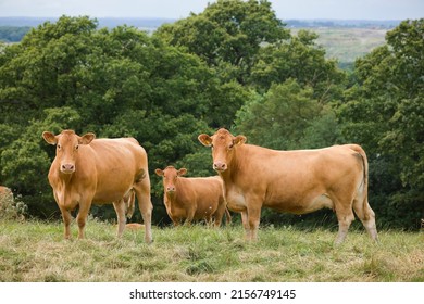 Herd Of Hereford Cows, Beef Cattle In A Field On A Farm, UK