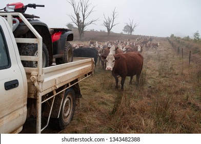 Herd Of Hereford Cows Standing Behind The Farm Car. Herding Cattle Agriculture Scene