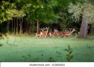 Herd of hinds standing in forest and looking at camera