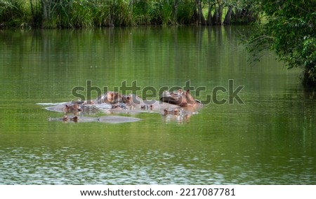 Herd of Hippopotamuses in Colombia, these animals were introduced in the '70s by Pablo Escobar