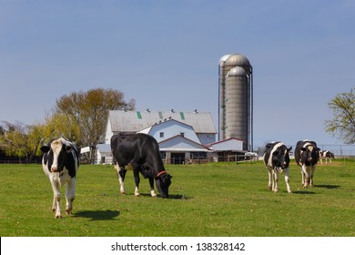 Herd of Holstein cows in pasture on an Amish farm in Lancaster County, Pennsylvania 