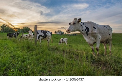 Herd Of Holstein Dairy Cows In A Pasture In Rural Appalachia Against A Colorful Dusk Sky