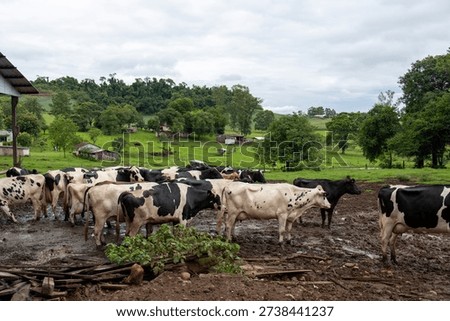 Herd of Holstein dairy cows standing in a muddy enclosure on a farm in Nova Esperanca do Sudoeste Parana Brazil