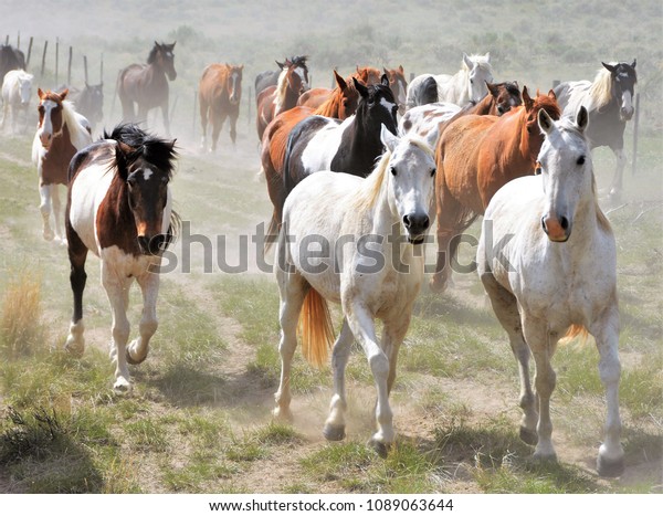 Herd of Horses wallpaper mural. 