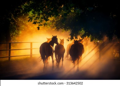 Herd of Horses Back to the Pasture in the Countryside. Herd. Evening.