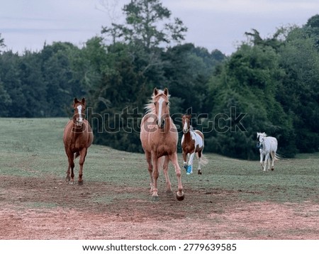 A herd of horses cantering from the forest 
