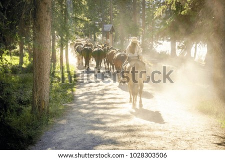 Herd of horses followed by woman on sunny forest path