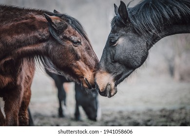 Herd Of Horses In The Forest