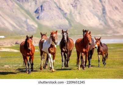 A herd of horses gallop forward against the backdrop of mountains. A herd of horses graze in the meadow in summer and spring, the concept of cattle breeding, with space for text. - Shutterstock ID 2209651245