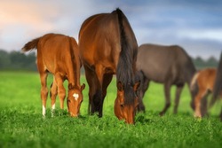 A Herd Of Horses Graze On A Green Meadow
