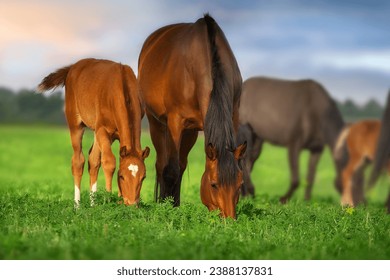 A herd of horses graze on a green meadow