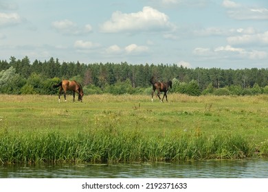 A Herd Of Horses Grazes In The Field. Rustic Landscape. Horse Breeding Farm, Copyspace