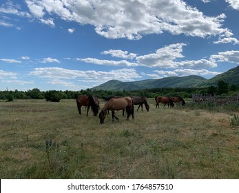 A herd of horses grazes on a green field in a forest in the middle of the mountains. A group of brown and white horse grazing on a lush green field - Shutterstock ID 1764857510