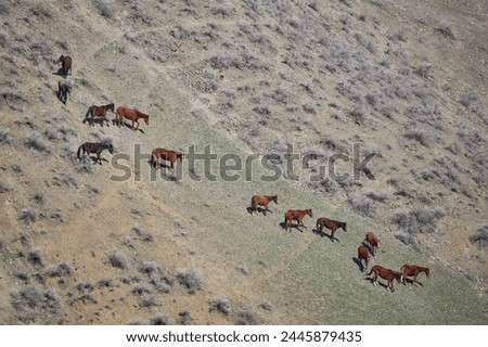 a herd of horses grazing freely, going down the hillside. Livestock on free range. Mountain slope. Organic farm, graze animal farming, agriculture. horse, view from above