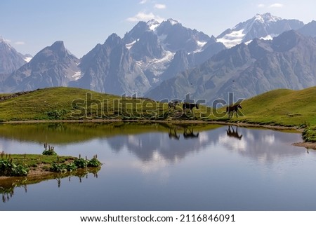 A herd of horses grazing at the Koruldi Lake with a dream like view on the mountain range near Mestia in the Greater Caucasus Mountain Range, Upper Svaneti, Country of Georgia. Wildlife observation.
