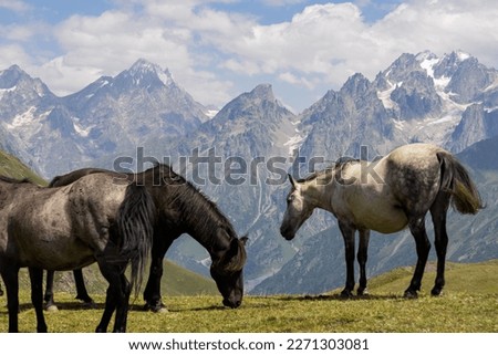 A herd of horses grazing on a pasture near the  Koruldi Lake with a dream like view on the mountain range near Mestia in the Greater Caucasus Mountain Range, Upper Svaneti, Country of Georgia.Wildlife